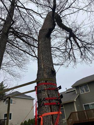 Clean Cut Tree Service