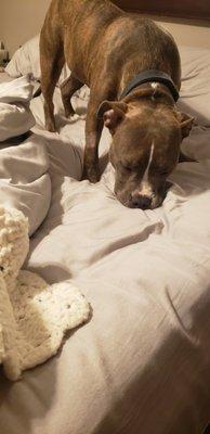 Noah's Ark Animal Clinic of Colerain, OH