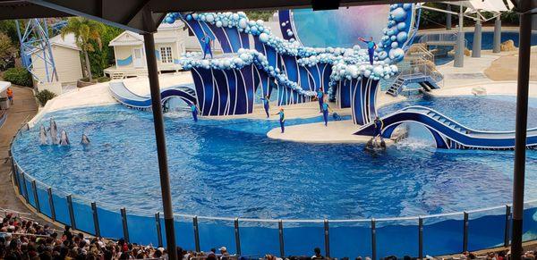 Dolphin show