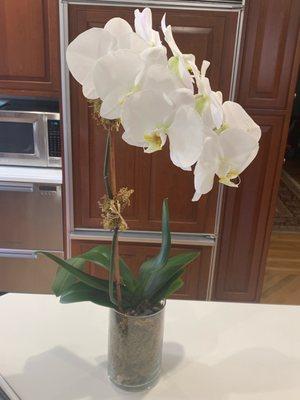 Orchid - 3 weeks later.