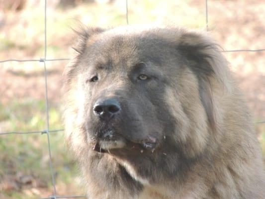 Loyal Caucasians Kennel