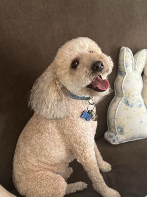 BarkHaus Dog Grooming