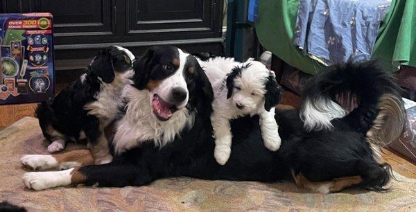 Kindred Doodles Home of Family Raised Bernedoodles