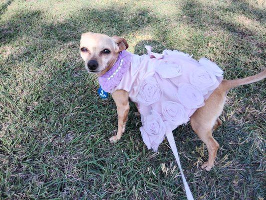 Austin Pets Alive!