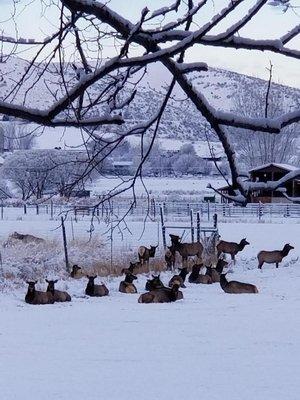 Stephanie Sternes Counseling