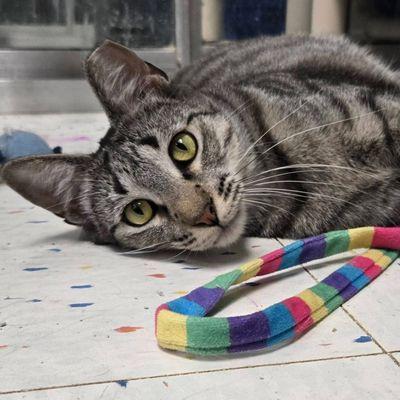 Kitties available for adoption with partner rescue Ferallife Guards! Go meet Samantha!