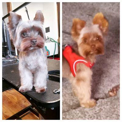 This is Oliver leftside groom before/ right most recent......