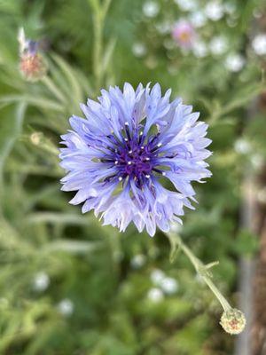 American Montessori Academy