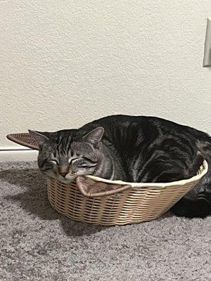 Barstow Animal Hospital