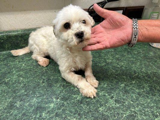 Puppy farm parents.. They don't seem to happy and seem sad.