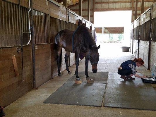 Taking a quick look at x-rays of feet on laptop while sedated horse waits.