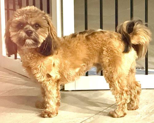 Lulu' s Pet Grooming