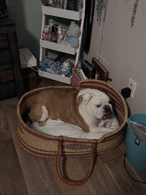 Sage Veterinary Care