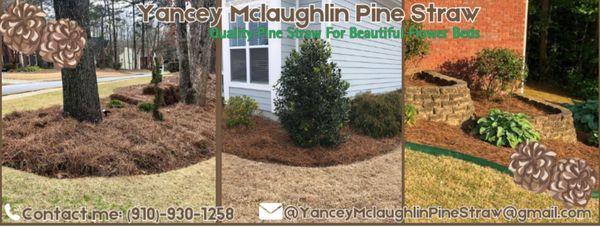 Yancey Mclaughlin Pine Straw