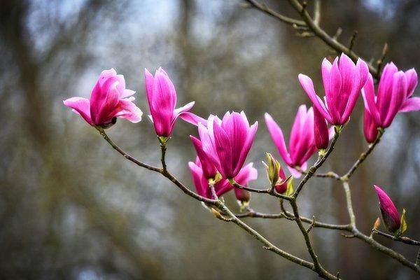 Dannaher Landscaping & Nursery