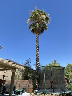 Angel's PalmTree Services