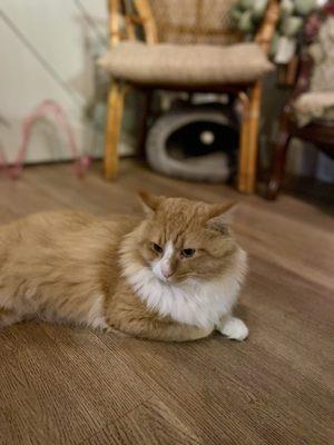 Catnip Cafe & Adoption Lounge