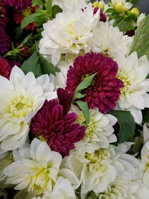 Dahlias