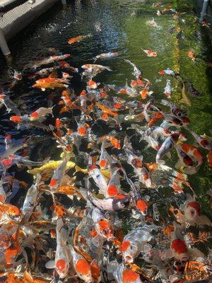 Mystic Koi & Water Gardens