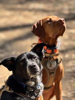 Peninsula Tails On Trails