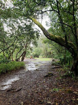 Hamakua Forest Preserve