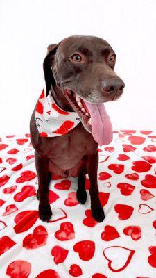 At PetsTribe the star is your pet