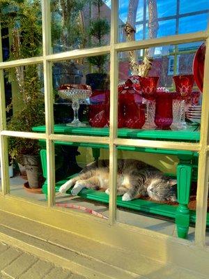 I DIDNT GO IN BUT I WAS WALKING BY AND THIS SWEET CHILD WAS SLEEPING IN THE WINDOW