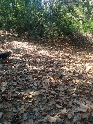 Peckinpaugh Preserve