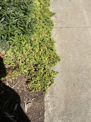 Green Horizons Landscape Maintenance