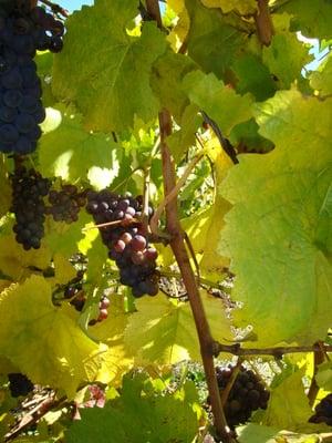 Ankeny Vineyard