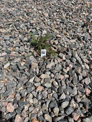 Bluestone Perennials