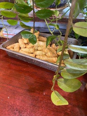 Uncooked eggs rolls left out under plants.