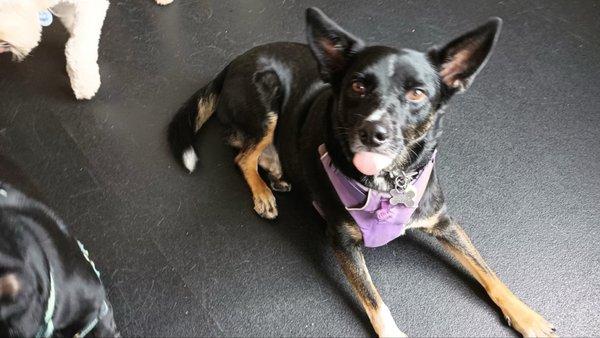 Morris Laundromation