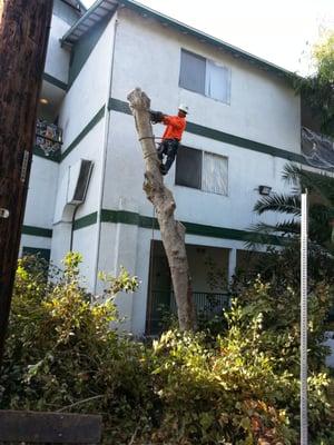 Amazon Tree Service
