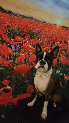 Shampooch Mobile Pet Grooming