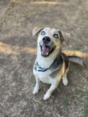 Melissa's Prestigious Pawz