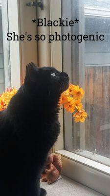 Safehaven Humane Society