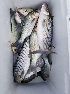 Bubba J's Guide Service