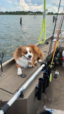 Animal Protection League