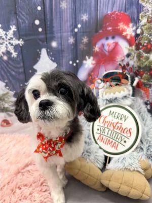 Snuggles enjoying her photoshoot session