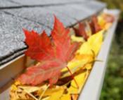 Servall Termite & Pest Control