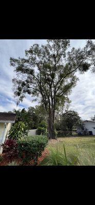 Clean Slate Tree Service
