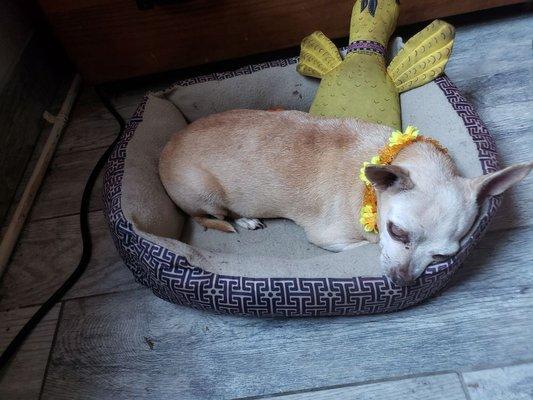 Who Let The Dogs Out