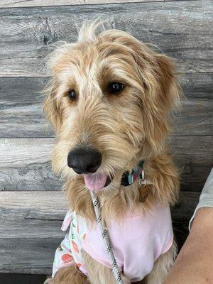 Tavares Crossroads Veterinary Clinic