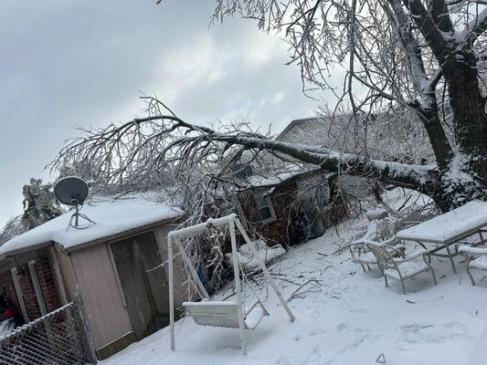 Los Primos Tree Service And Landscaping