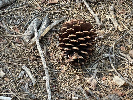 July 14, 2025 - Pine cone.