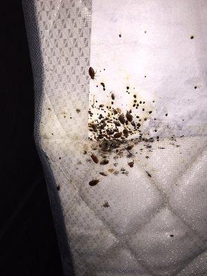 Bed bug nest