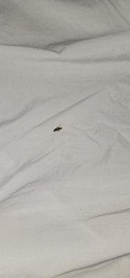 Big Horn Motel A