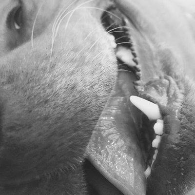 Nova Dog