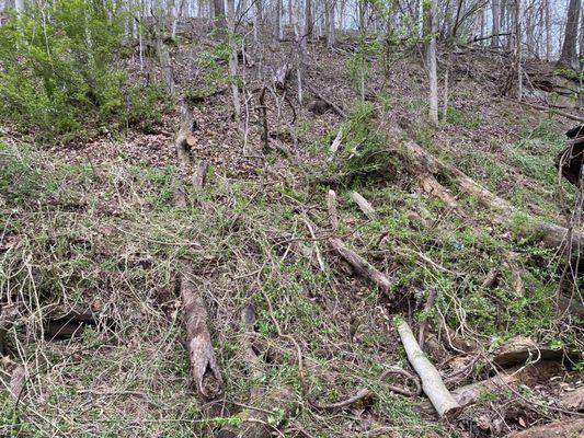 The trees and pushed we've cleared, and the lawns we've mowed, and a tree stump we took out.